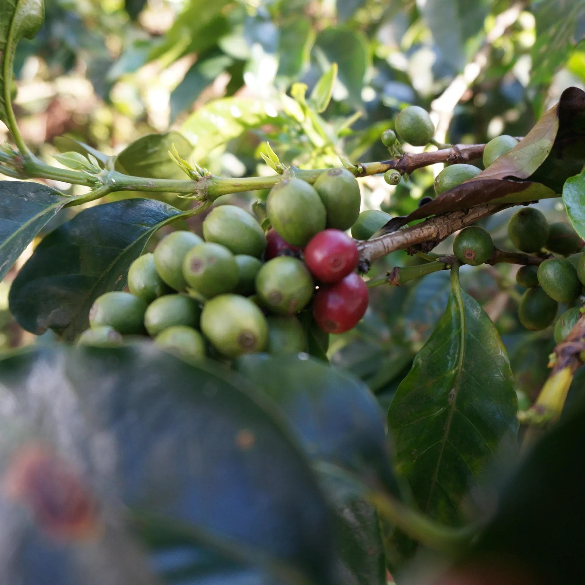 Image of Kingero Estate AA - Washed - Kenya - 2024