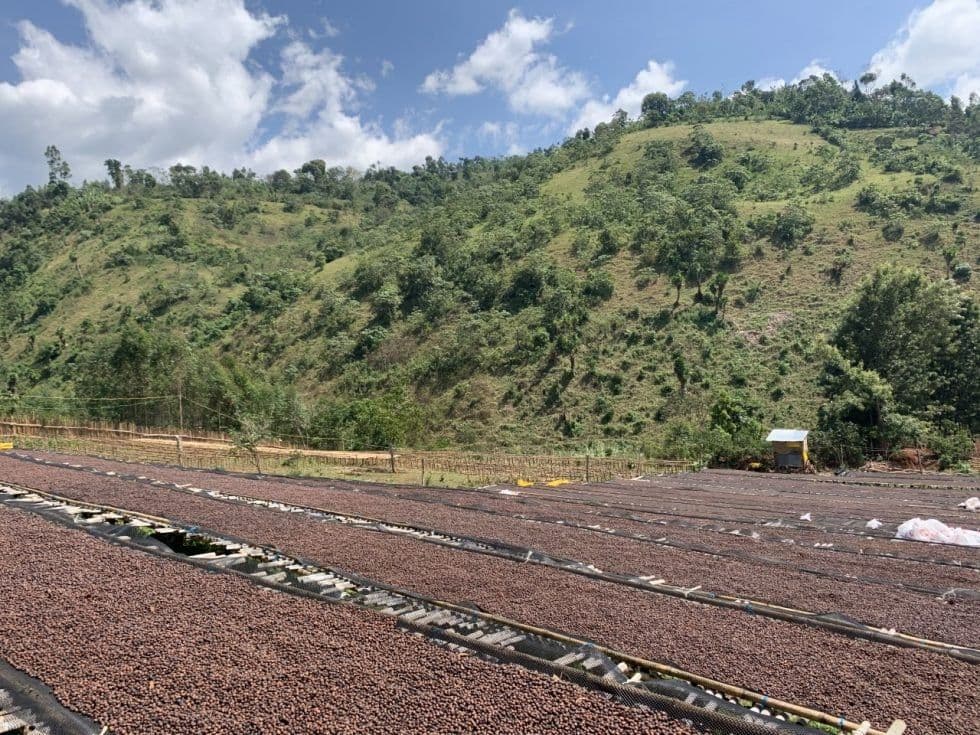 Image of Ethiopia Daye Bensa Ashenafi Argaw Anaerobic Natural