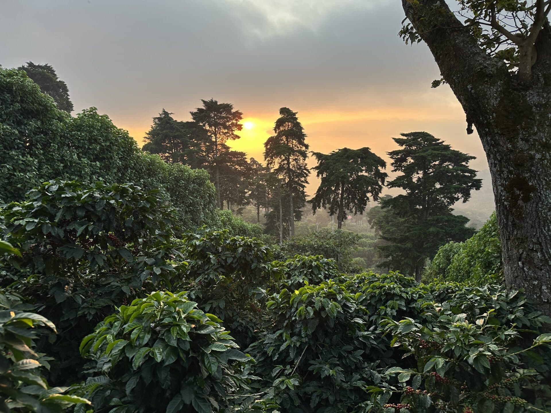 Image of El Salvador Los Naranjos Geisha