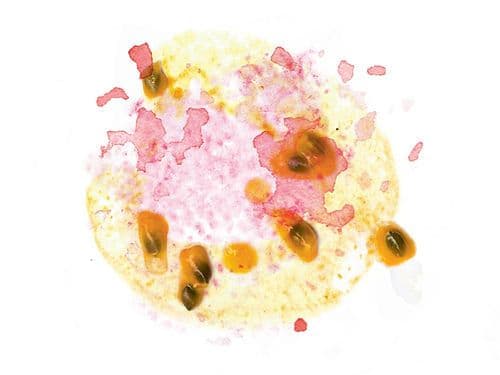 Image of Costa Rica Geisha Volcan Azul