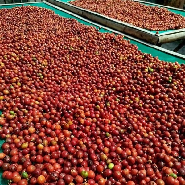 Image of Guatemala Blue Ayarza