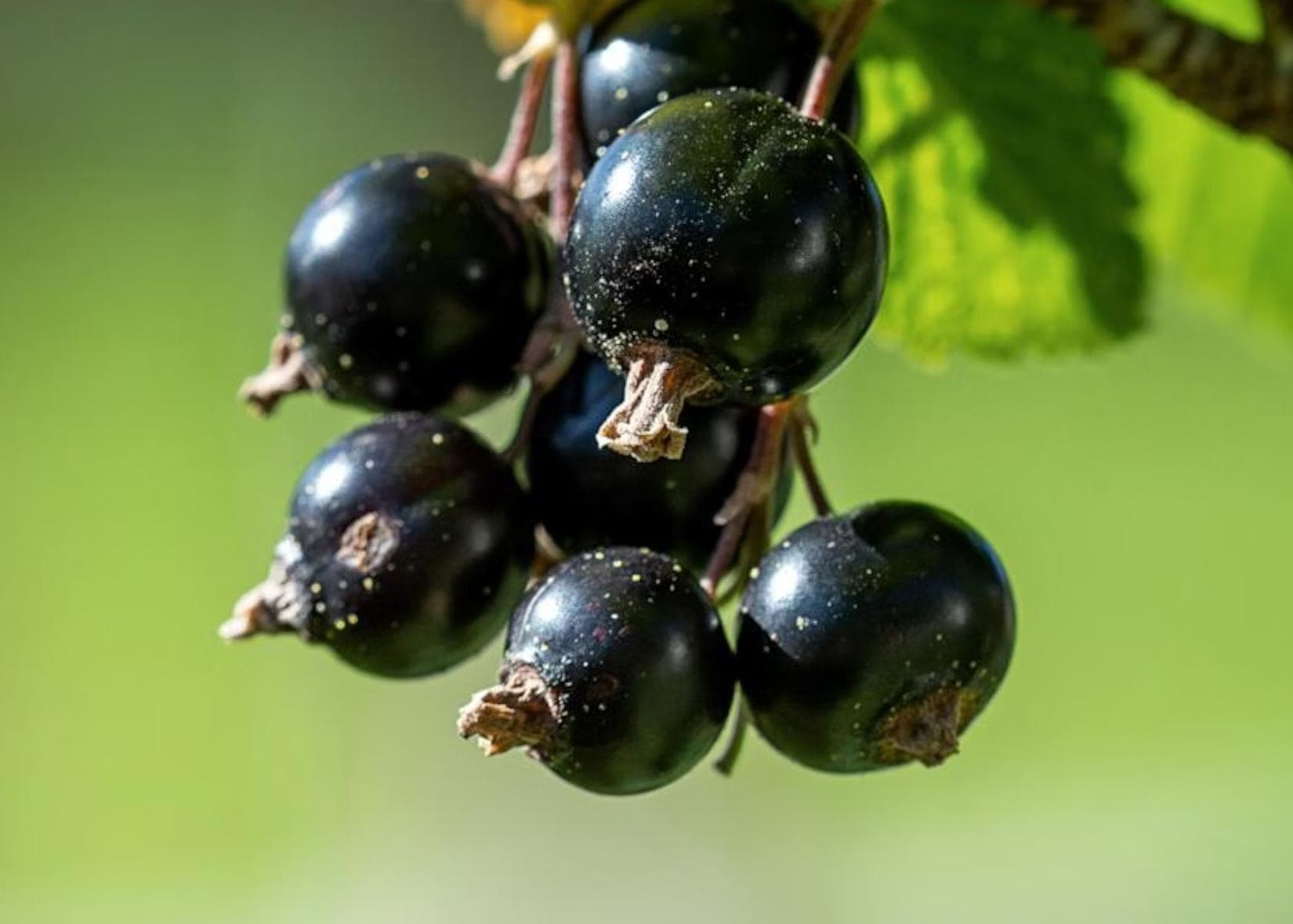 Image of Currant Blacktea