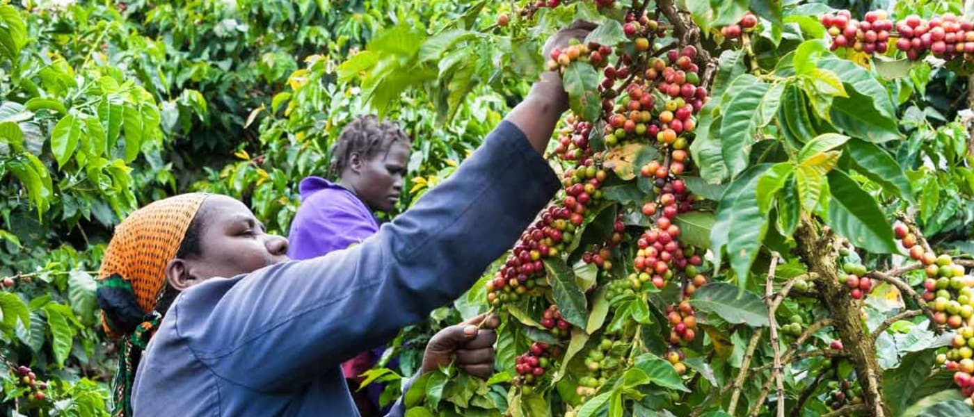 Image of Kenya Giakanja  Aa