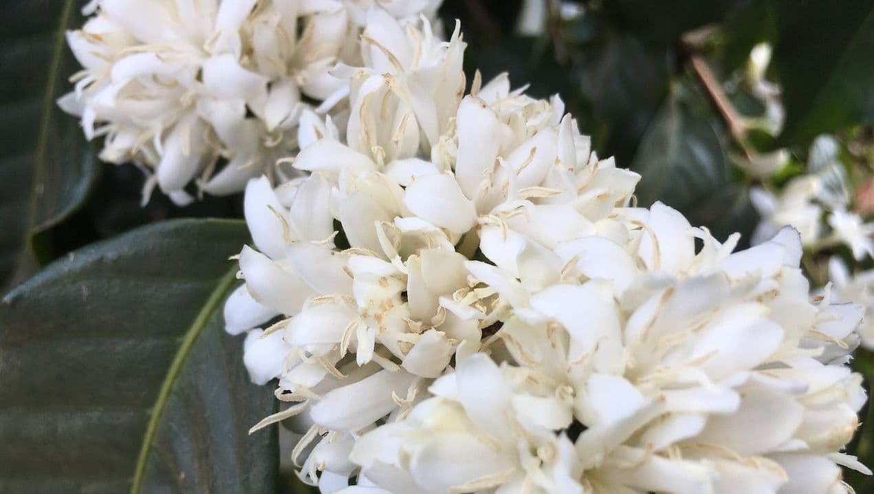 Image of La Pradera Pink Bourbon