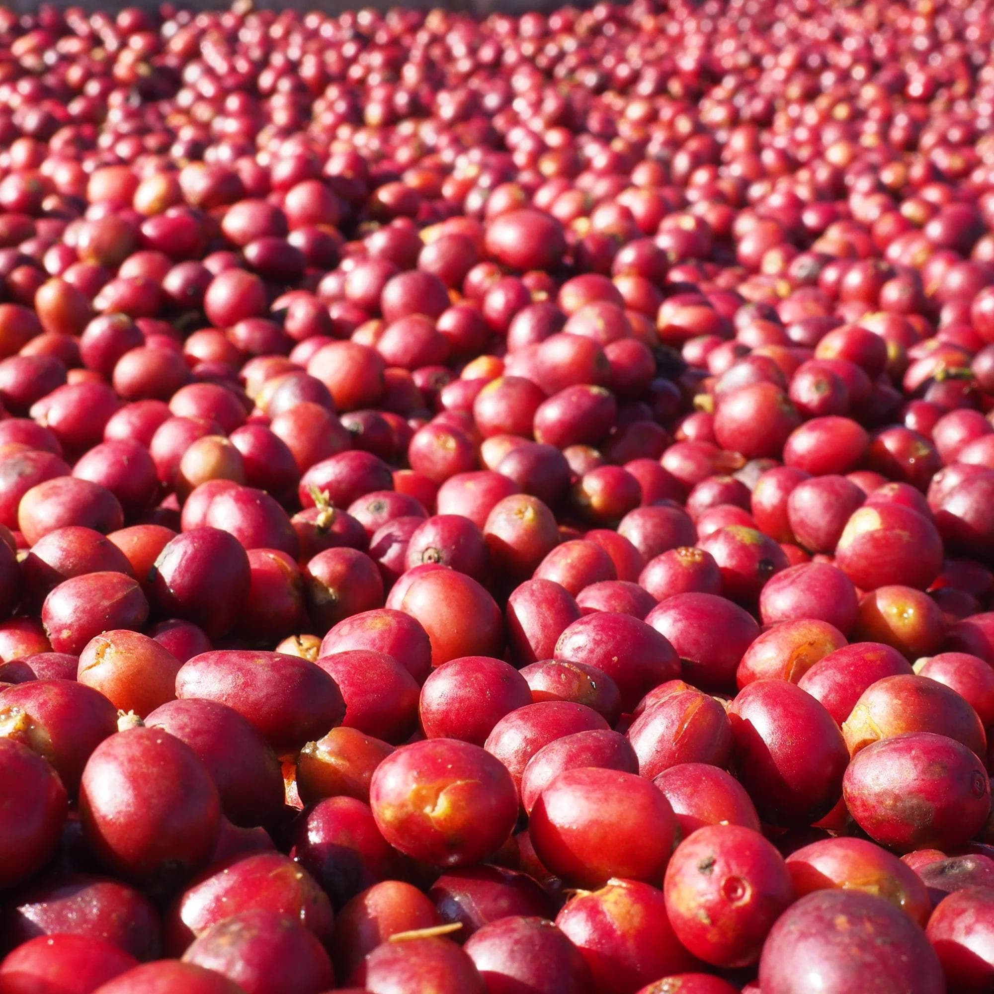 Image of Bench Maji - Geisha Natural - Ethiopia - 2024