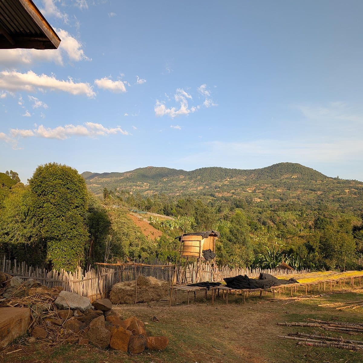 Image of Bekele Kachara