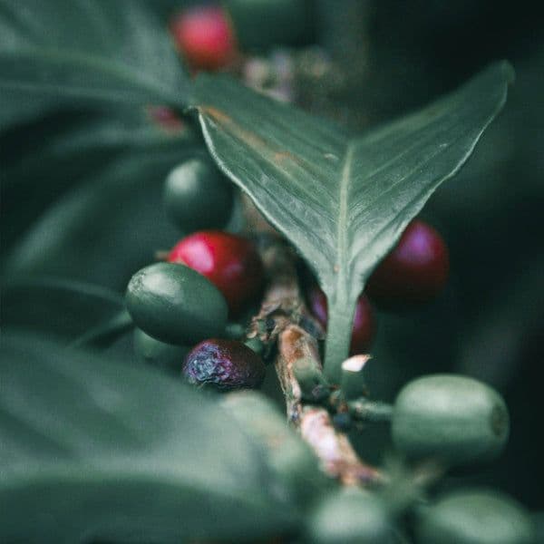 Image of Ethiopia Boreta G1