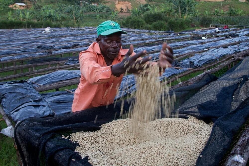 Image of Peru - Wilder Garcia Geisha