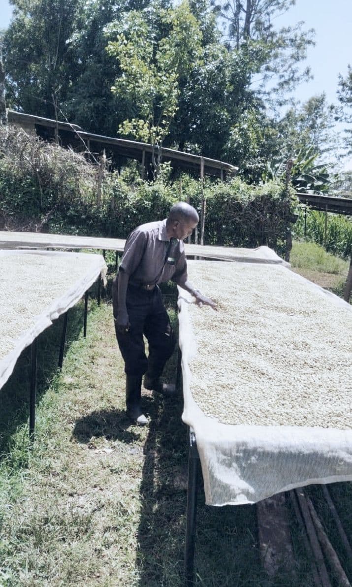 Image of Kisson Kenya