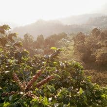 Image of Colombia Los Patios GeishaPeach