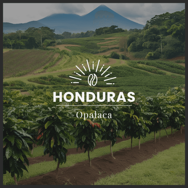Image of OPALACA - HONDURAS