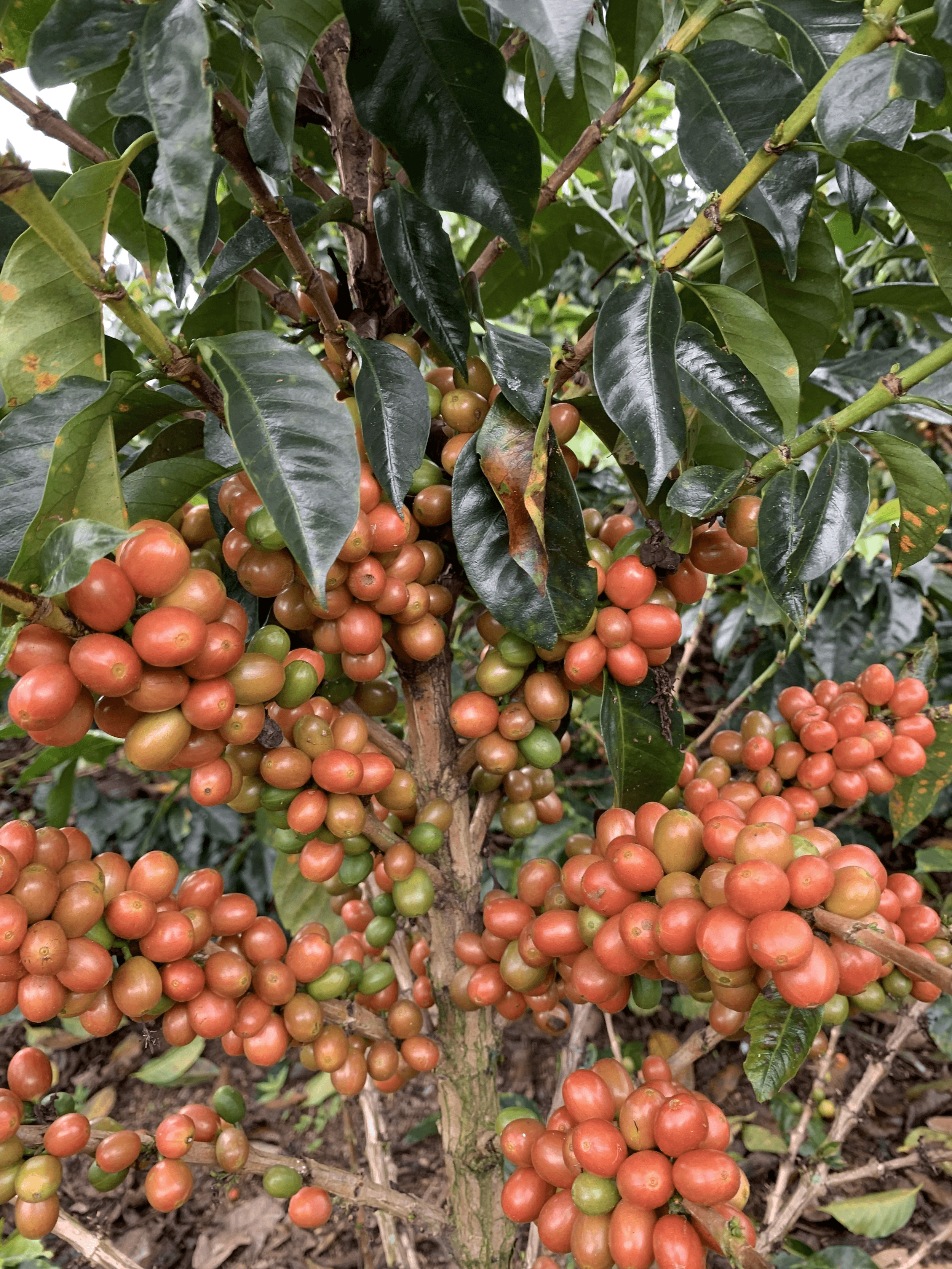 Image of Colombia - Sebastian Gomez - Carbonic Gesha