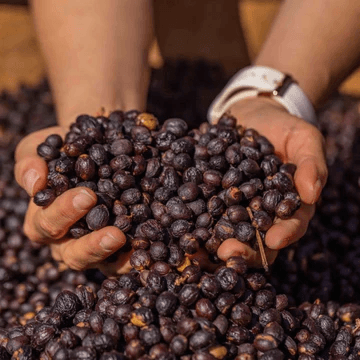 Image of Panama Hartmann Geisha Natural