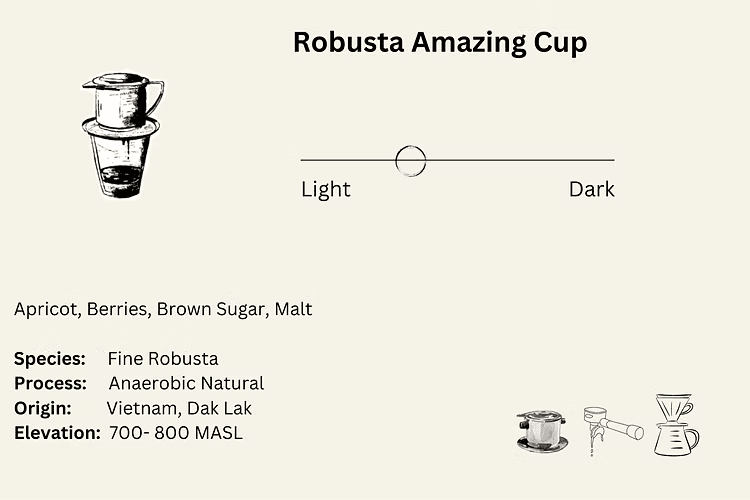 Image of Robusta Amazing Cup