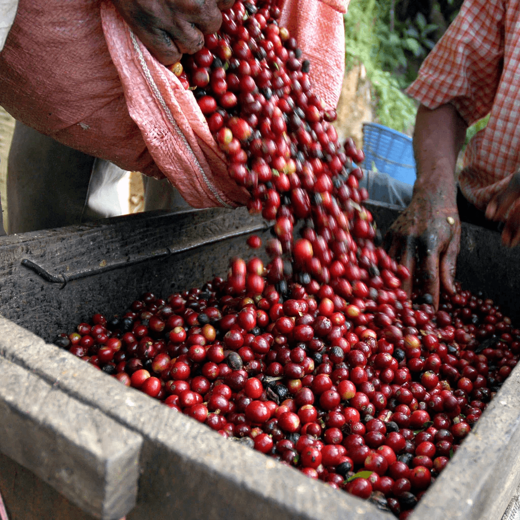 Image of Domingo Lopez Finca El Pajal - Huehuetenango