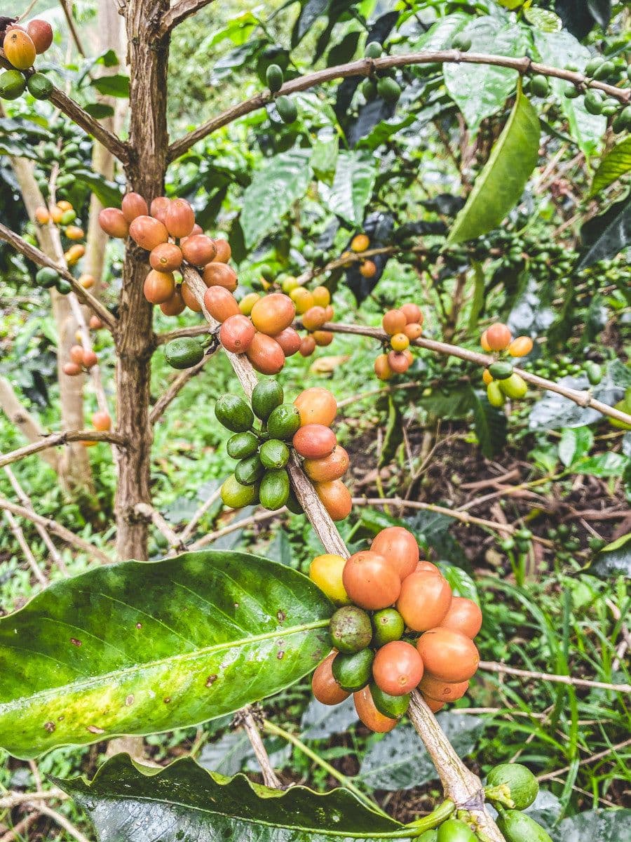 Image of Decaf Colombia Pink Bourbon Light Roast