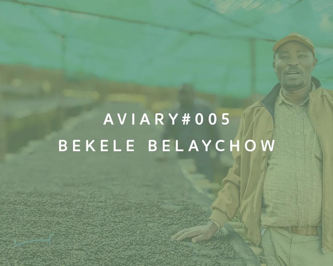 Image of 005 - Bekele Belaychow