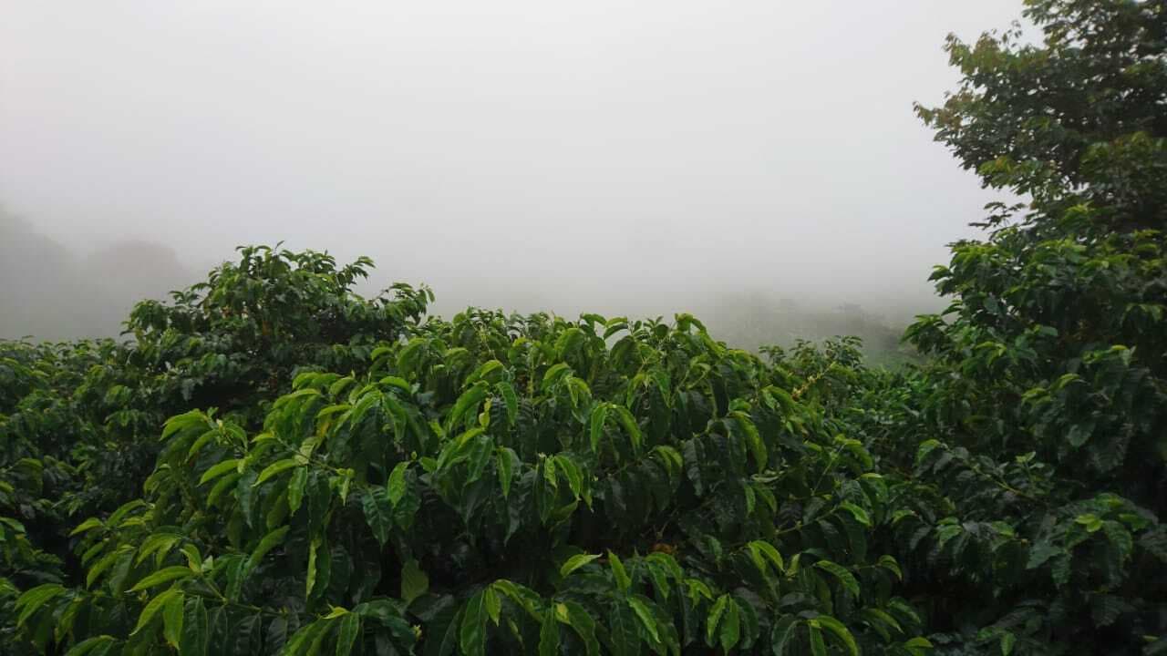 Image of Ecuador Finca La Colina