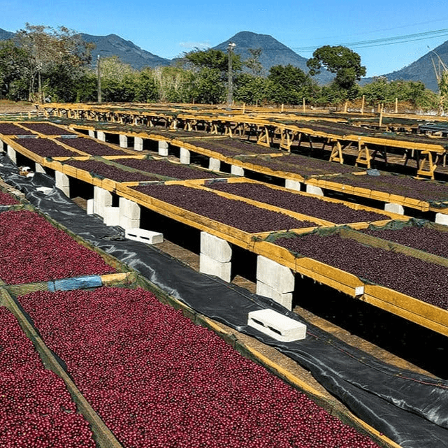 Image of Karambo Anaerobic Natural - Muyinga