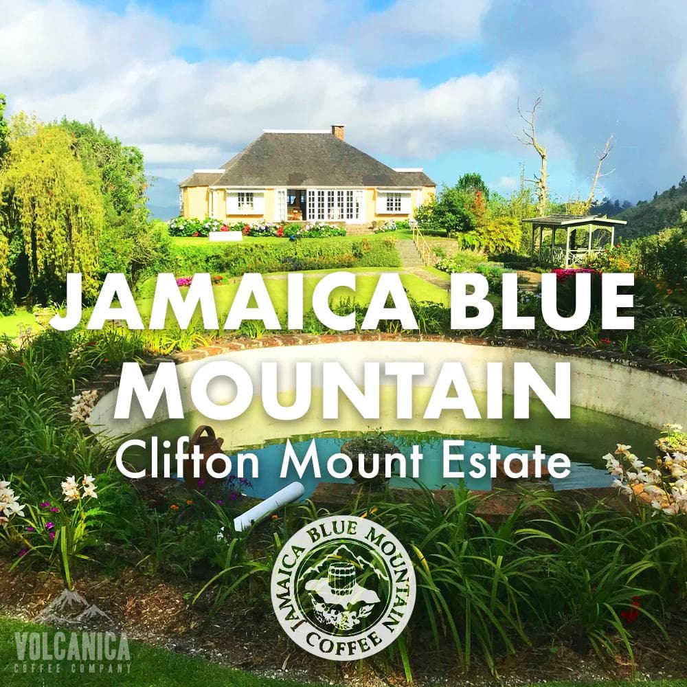 Image of Jamaican Blue Mountain Coffee - Clifton Mount Estate