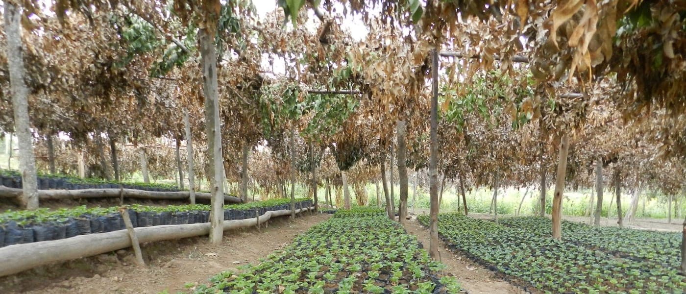 Image of Burundi Gahahe