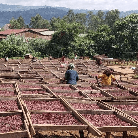 Image of Rocko Mountain Natural - Yirgacheffe