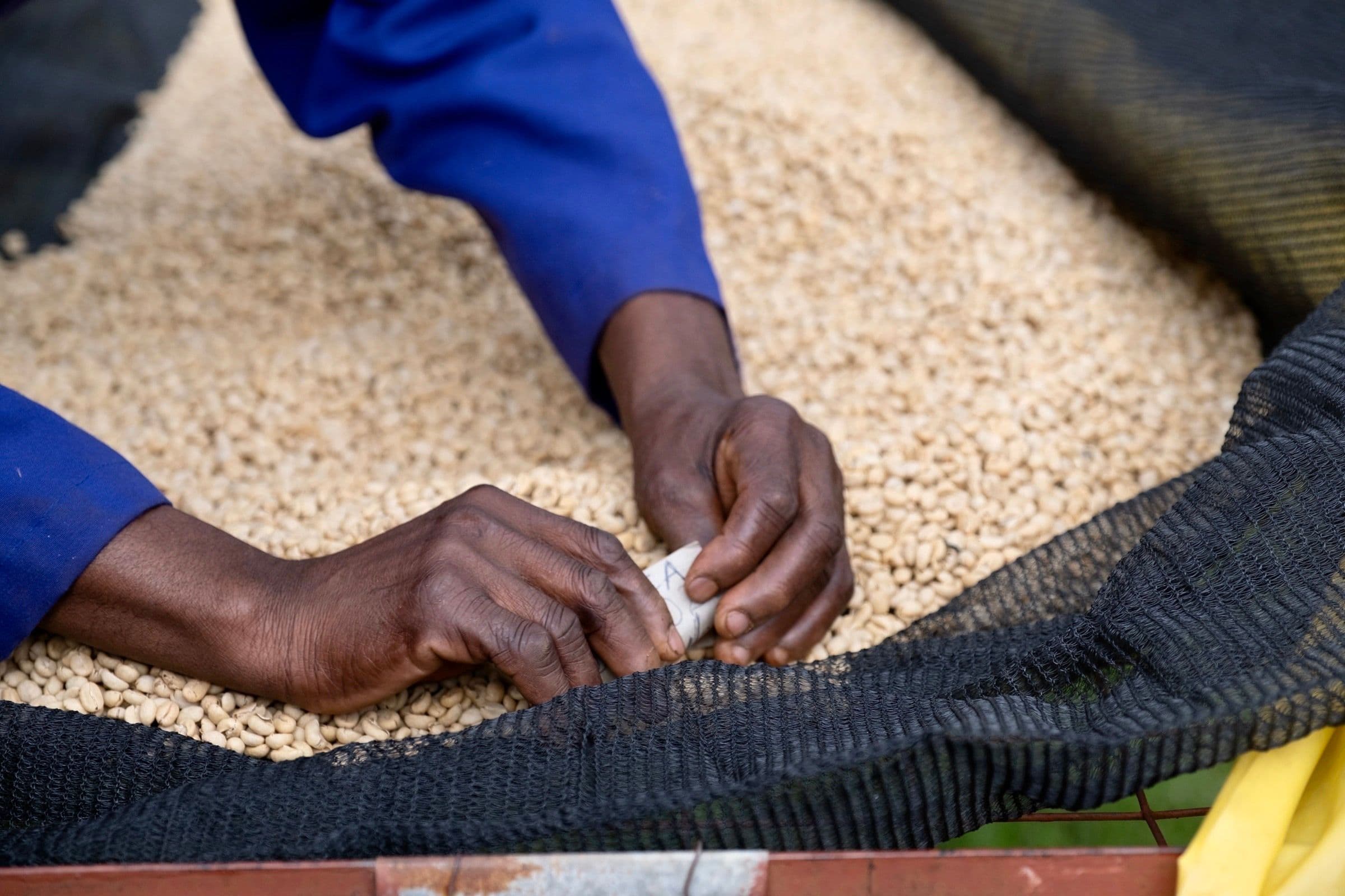 Image of Thageini Kenya