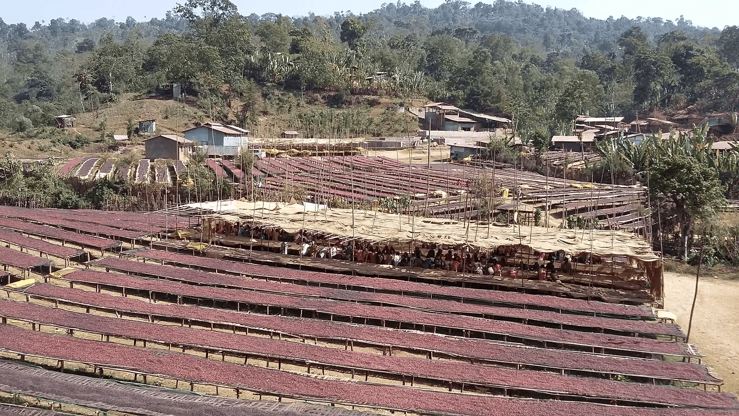 Image of Ethiopia Limau Mkali