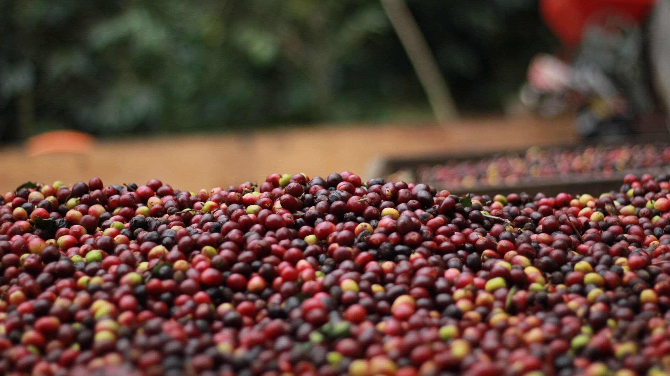Image of Mexico Las Cotorras, Honduras La Unica & Uganda Workhorse - Cold Brew