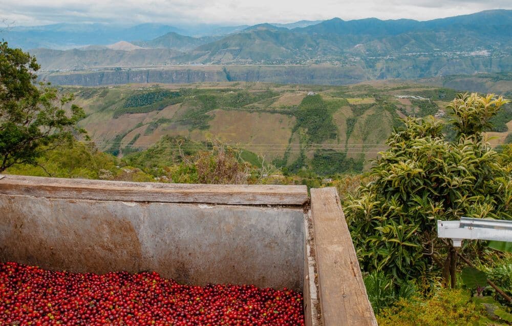 Image of Colombia Finca La Cumbre