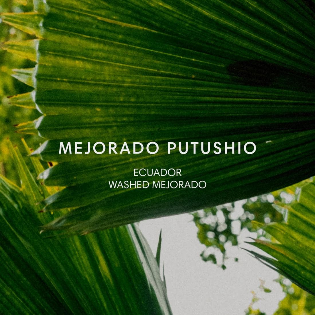 Image of Mejorado Putushio