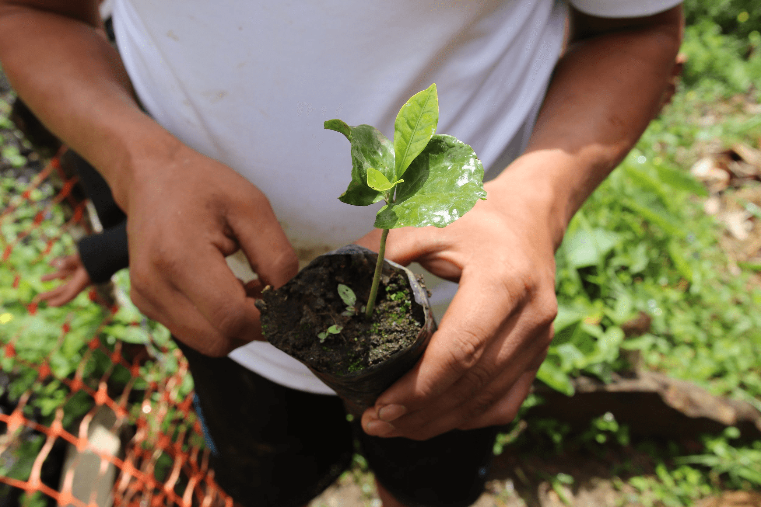 Image of Peru - Dulces Suenos