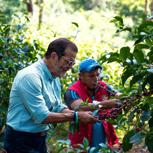 Image of Panama Auromar Lupao