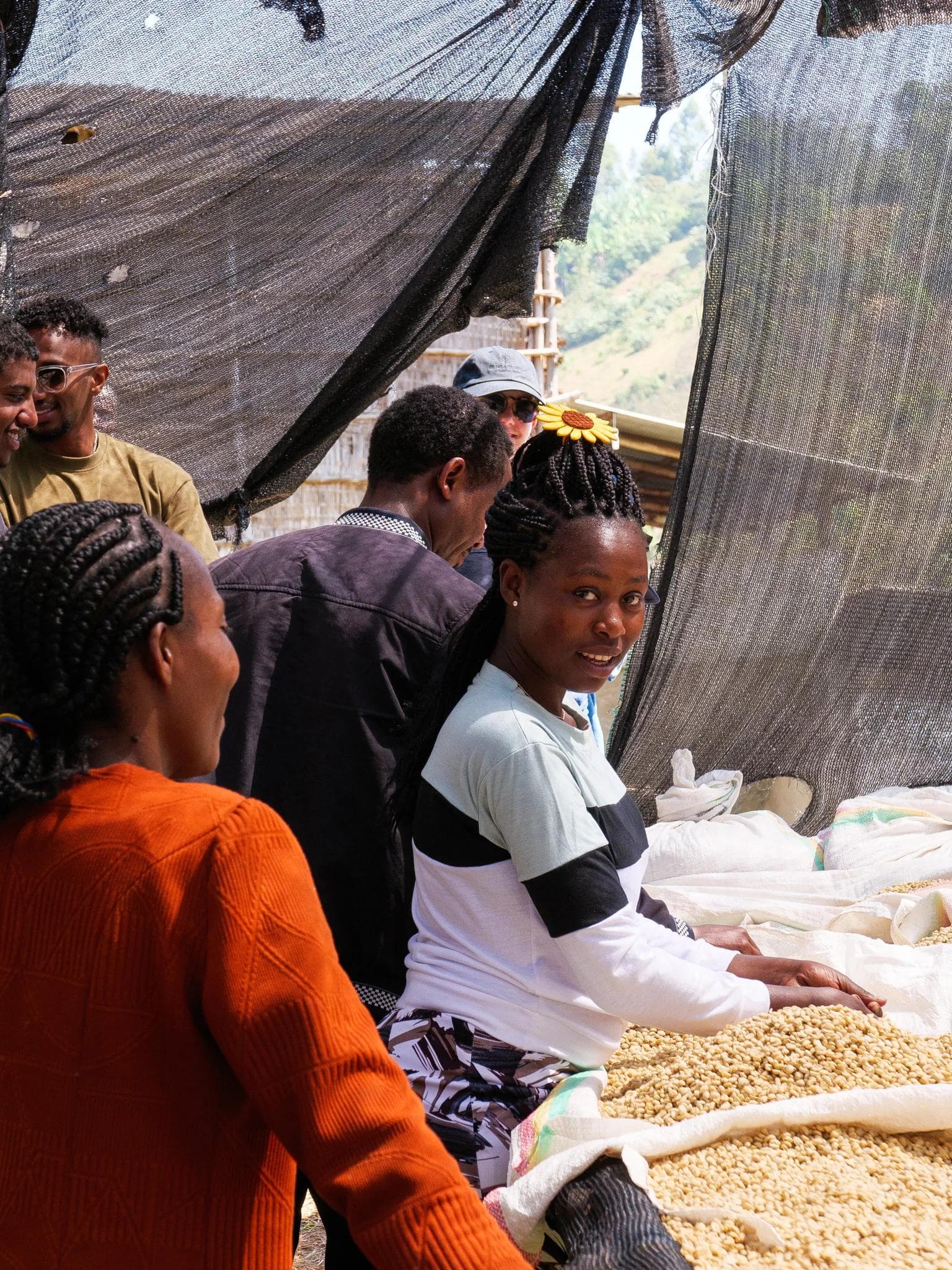 Image of Ethiopia Banko Gotiti Premium G1 Washed