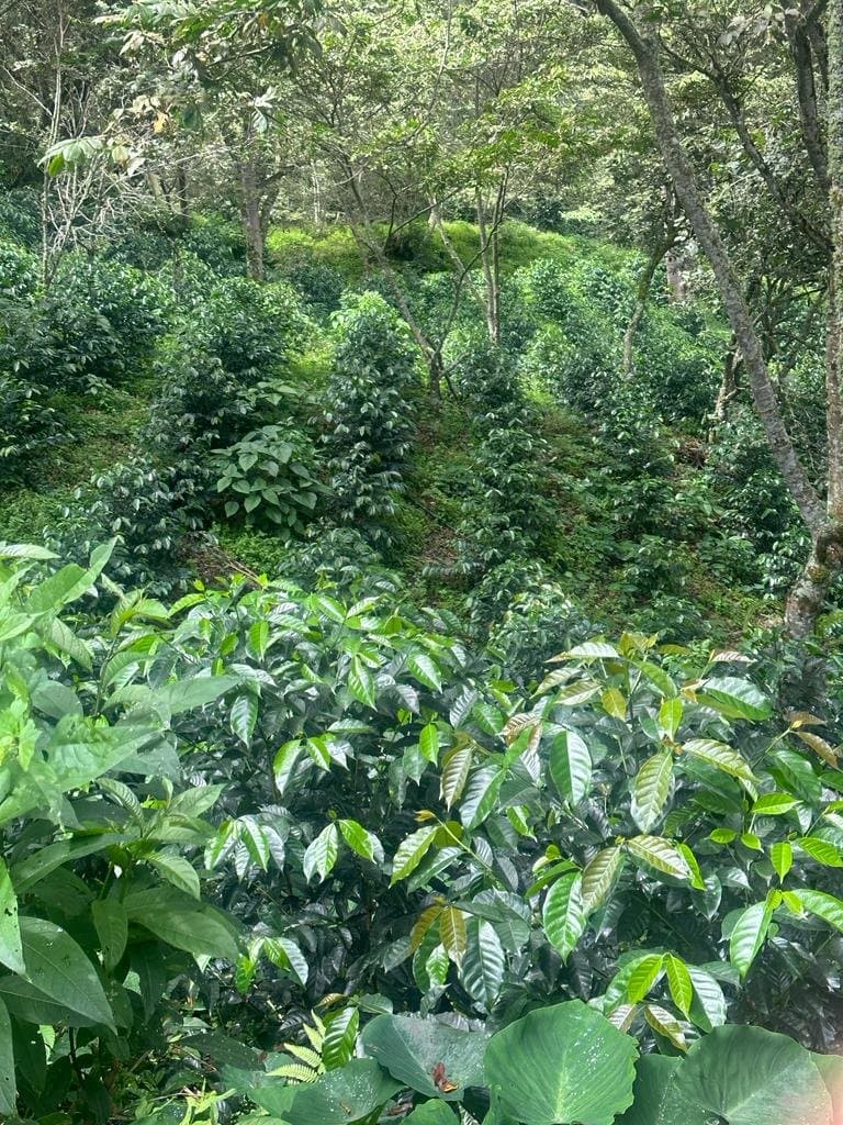 Image of Peru Alto Maravilla - Eloy Huillca Robles