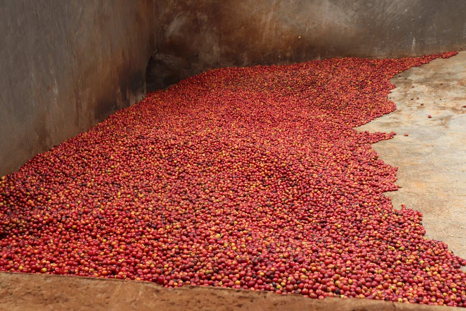 Image of Kenya Kainamui