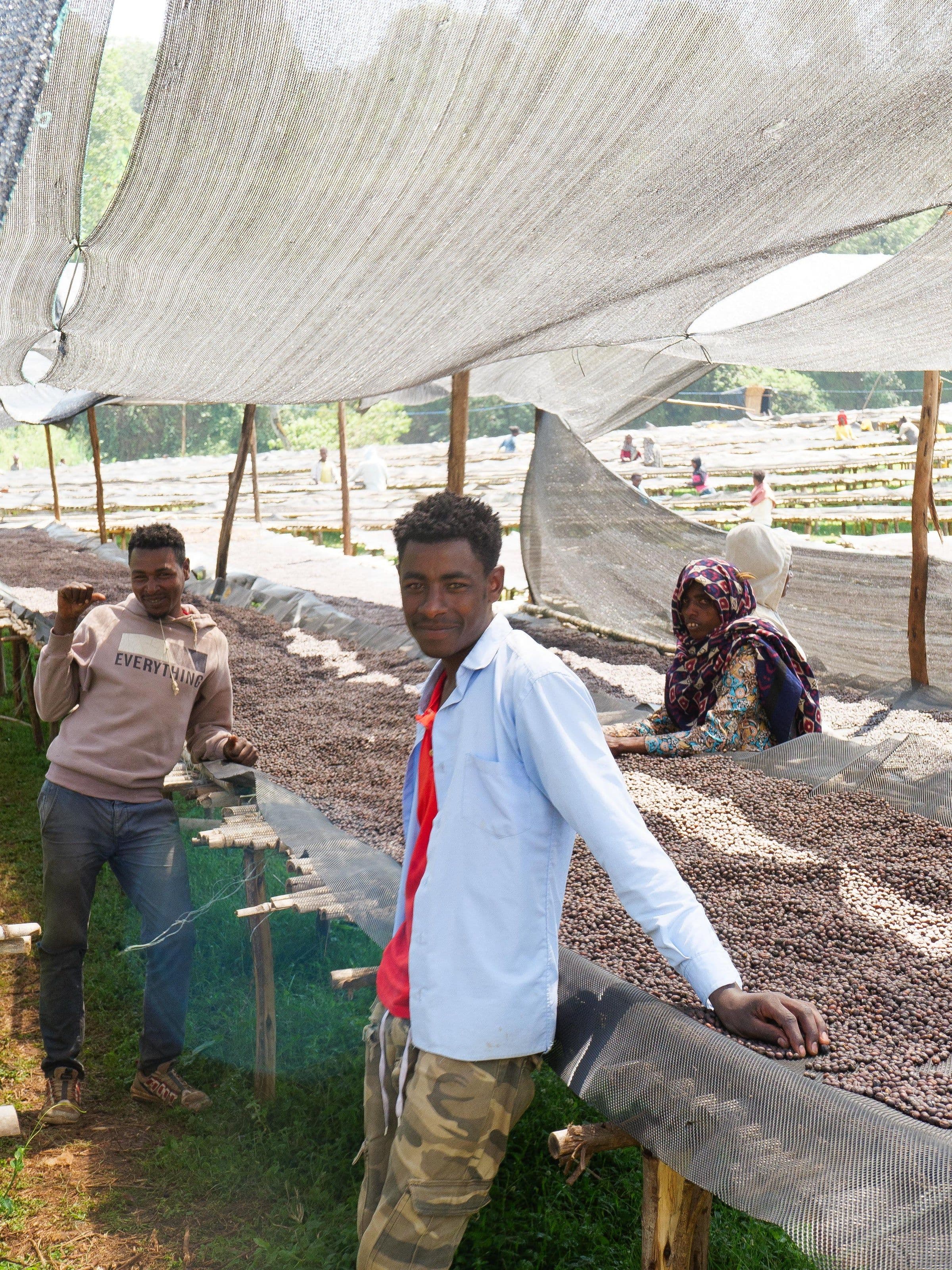 Image of Ethiopia Aricha Adorsi G1 Kerume Natural
