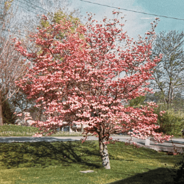 Image of Peru Gilmer Cordova