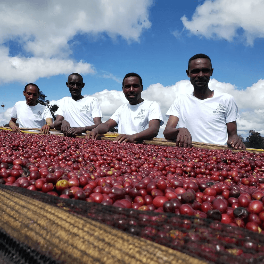 Image of Goraa Smallholders Anaerobic Natural - Guji