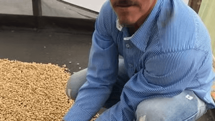 Image of Luis Anibal Honey Anaerobic Pink Bourbon