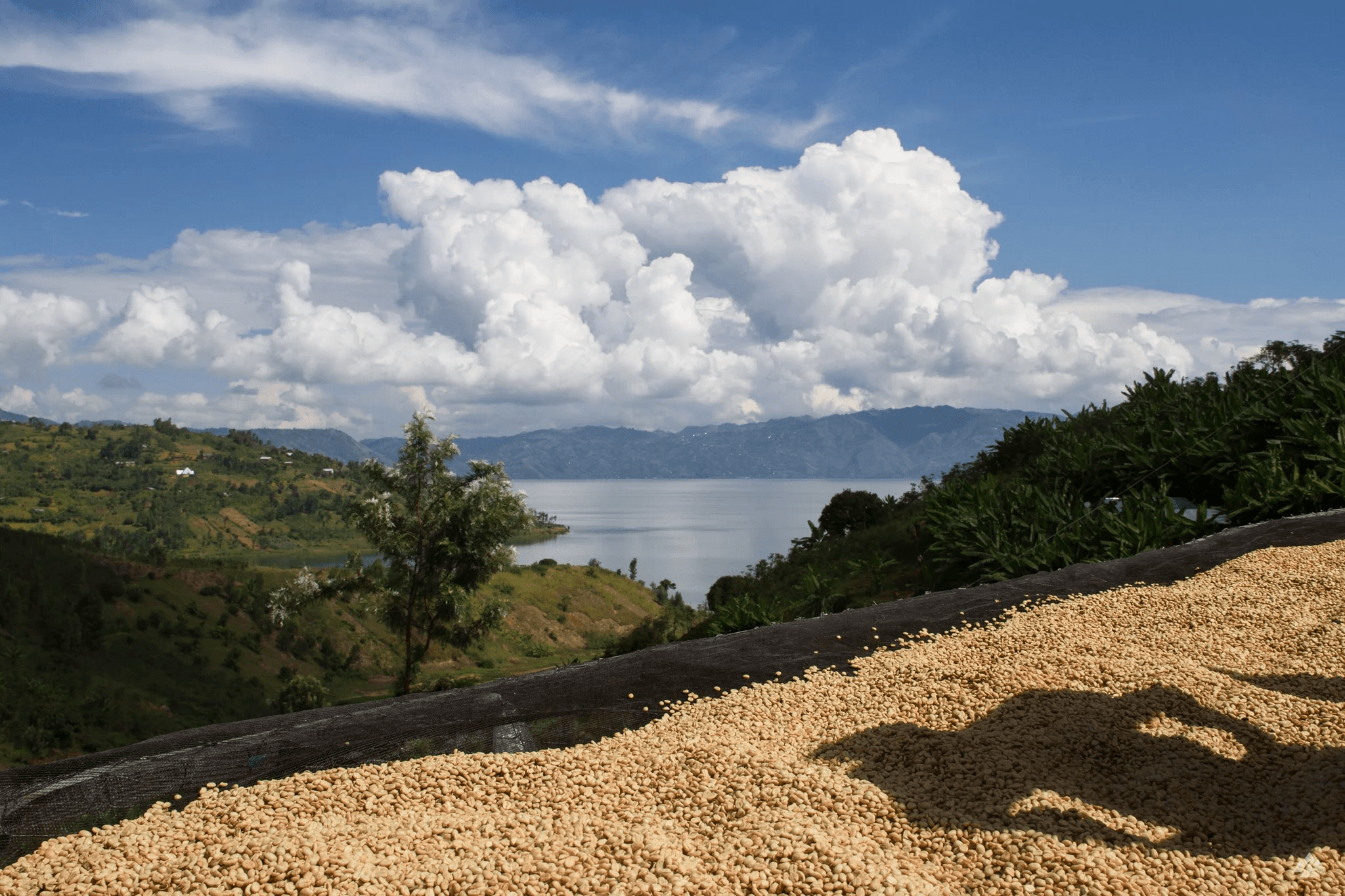 Image of Rwanda Gisheke Natural