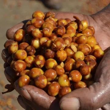 Image of Brazil Fazenda Guariroba CMH