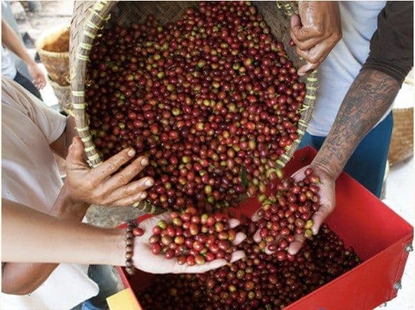 Image of East Timor Letefoho Natural