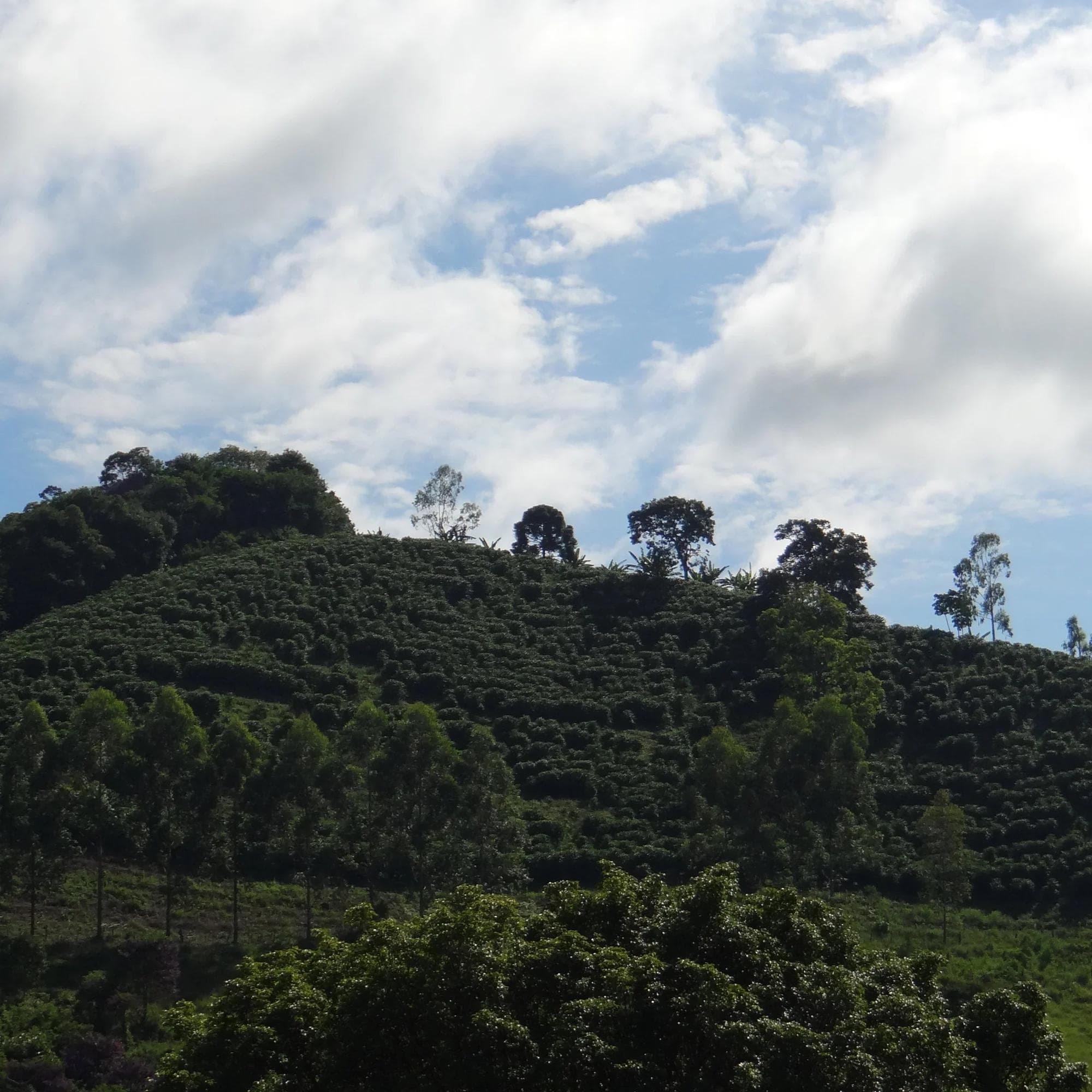 Image of Mantiquiera Mountains - Yellow Bourbon - P N - Brazil - 2024