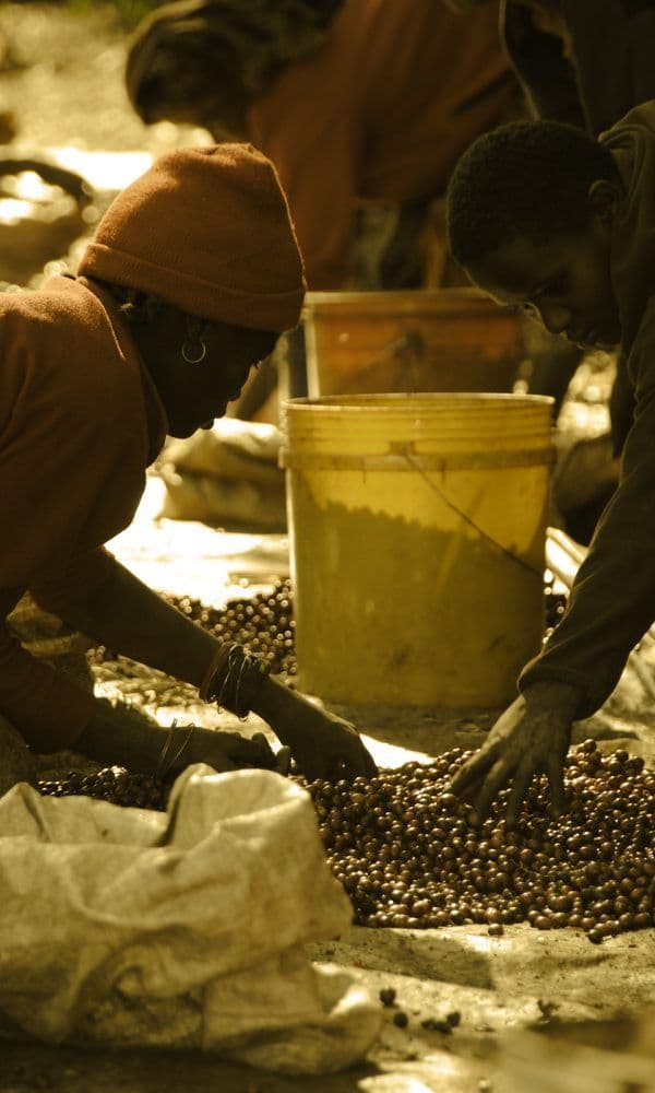 Image of Acacia Hills