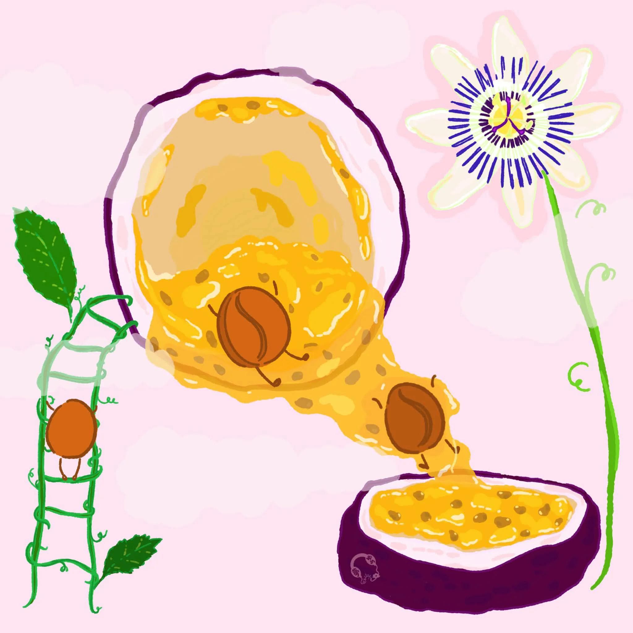 Image of Purple Caturra