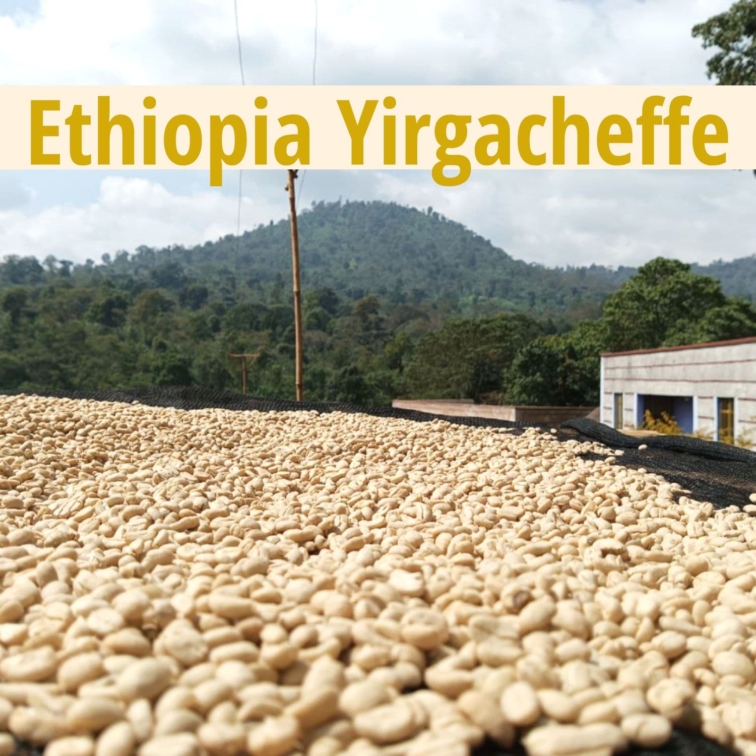 Image of Ethiopia - Yirgacheffe