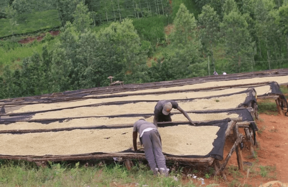 Image of Kenya Karinga AA