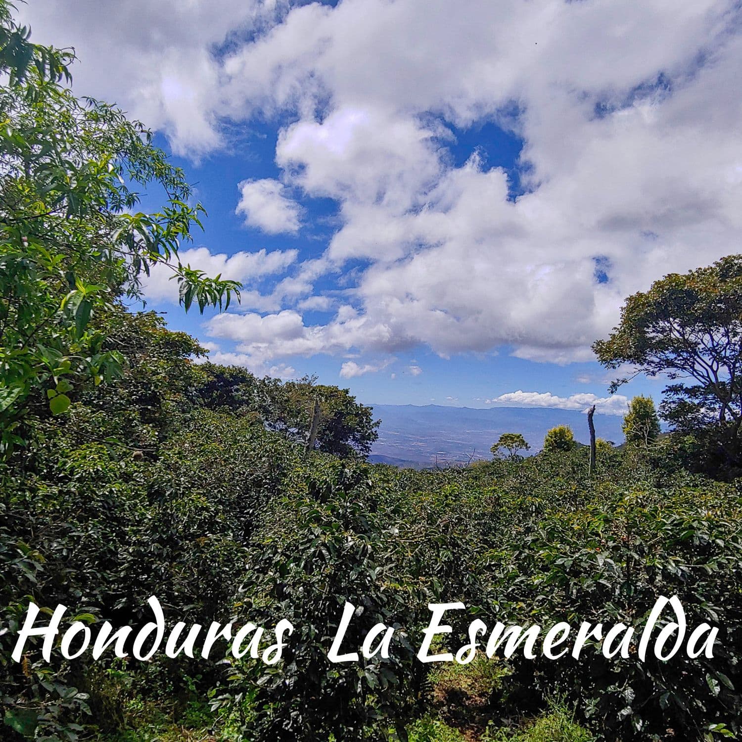 Image of Honduras - La Esmeralda