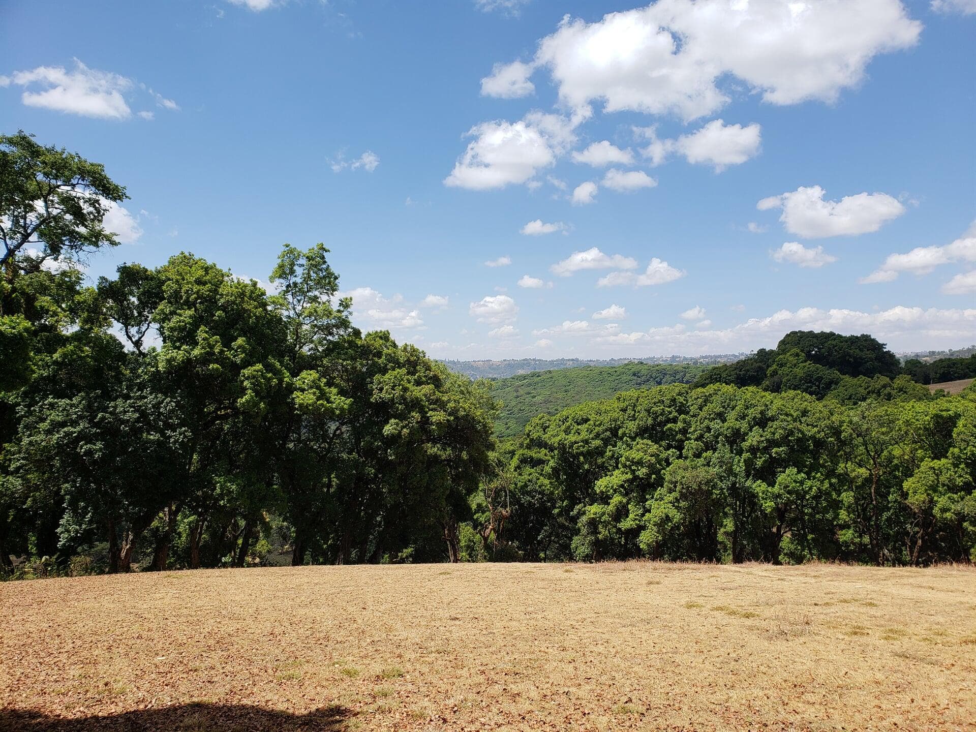 Image of Ethiopia Shaakkisoo Natural
